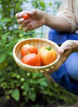 como sembrar tomate