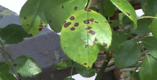 Funguicida org&aacute;nico casero para combatir hongos