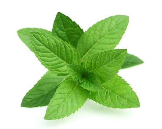 free mint leaves clipart - photo #43