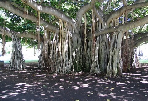 Banyan tree's aerial root system