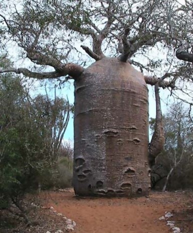 Teapot baobab