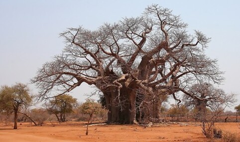 Another baobab in Africa
