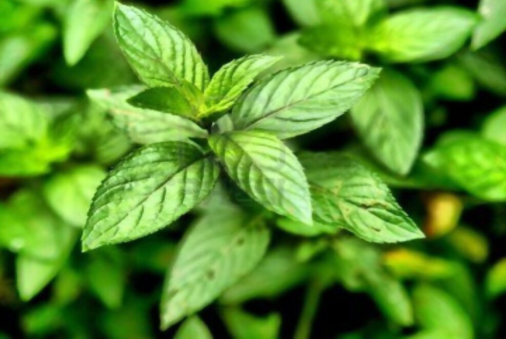 , 15 plantas protectoras y repelentes de insectos para nuestro Jard&iacute;n