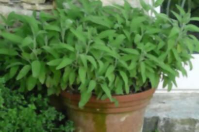 , 15 plantas protectoras y repelentes de insectos para nuestro Jardín
