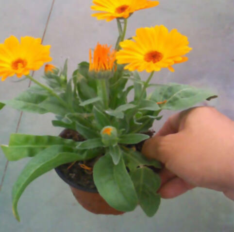 , 15 plantas protectoras y repelentes de insectos para nuestro Jardín