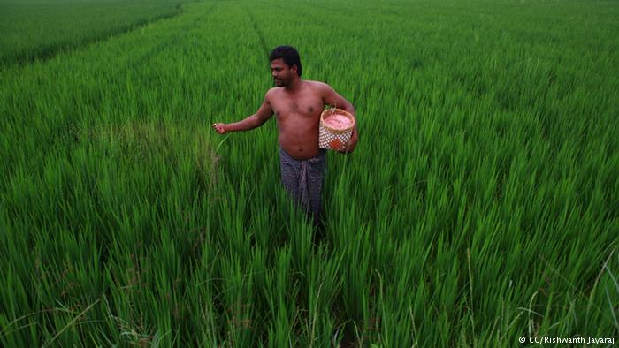 , Agricultores Indios logran récord mundial de cosechas sin usar transgénicos, una auténtica revolución verde