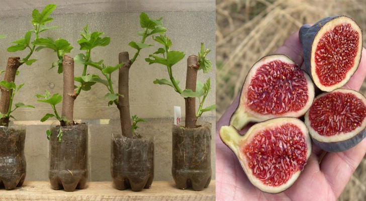 De esta forma puedes hacer un árbol de higuera en 30 días a partir de  esquejes » El Horticultor