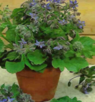 , 15 plantas protectoras y repelentes de insectos para nuestro Jardín
