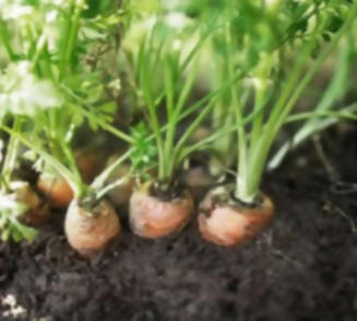 , 15 plantas protectoras y repelentes de insectos para nuestro Jardín