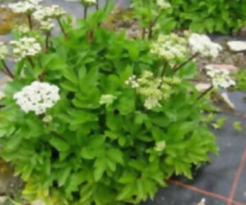 , 15 plantas protectoras y repelentes de insectos para nuestro Jardín