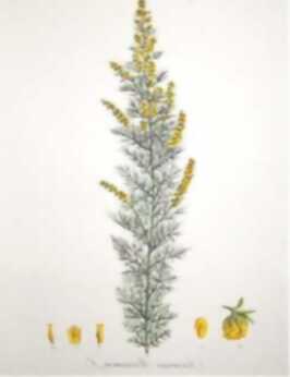 http://wisflora.herbarium.wisc.edu/spec_images/photos/ARTABR_.jpg