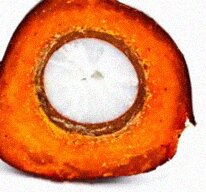 Cut Oil Palm Fruit