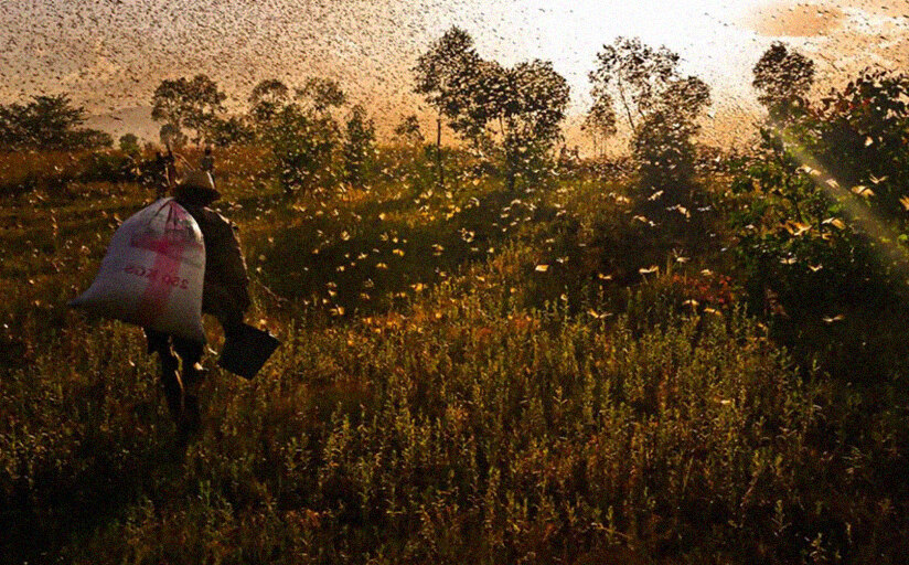 20 fotos maravillosas de animales en migración