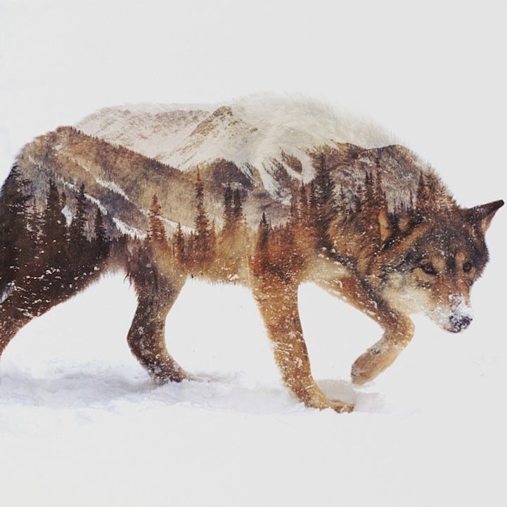 Fotografía de doble exposición captura la esencia de los animales en los paisajes del Ártico