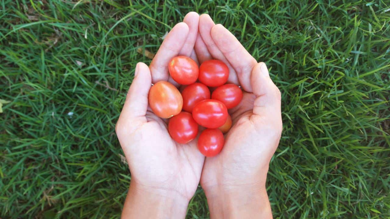 9 dicas para plantar tomatinhos orgânicos em casa (ou no apartamento) o ano todo