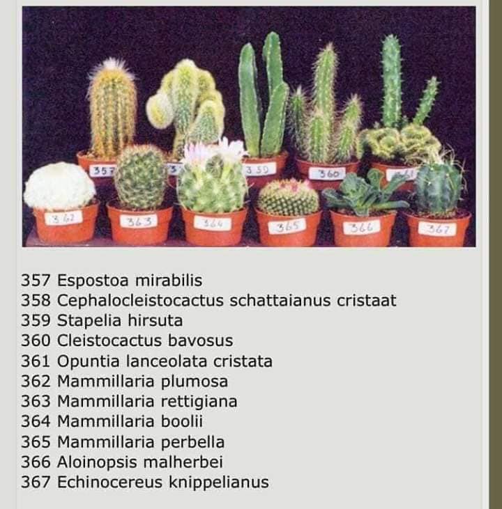 , 10 Especies de cactus y plantas suculentas fáciles de mantener y cultivar