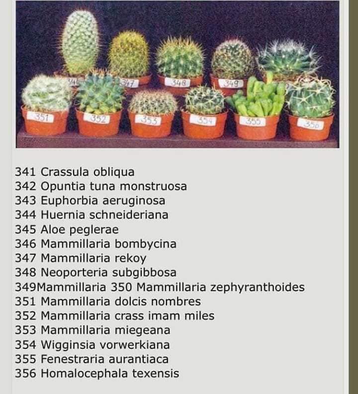 , 10 Especies de cactus y plantas suculentas fáciles de mantener y cultivar