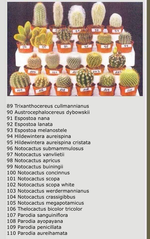 cactus y suculentas, 10 Especies de cactus y plantas suculentas fáciles de mantener y cultivar