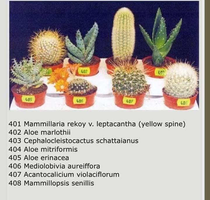 cactus y suculentas, 10 Especies de cactus y plantas suculentas fáciles de mantener y cultivar