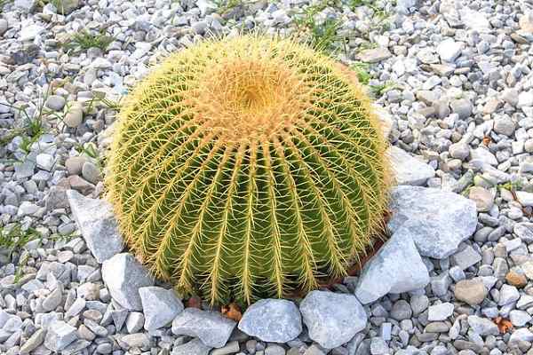crecimiento de las plantas grusonii Cactus