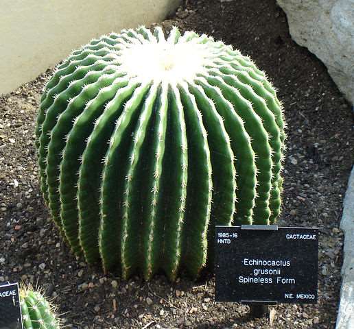 Cactus grusonii sin espinas