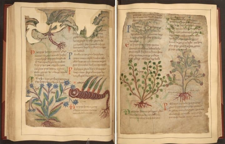 Libro de hierbas medicinales de 1000 años de antigüedad disponible en línea