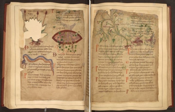 Libro de hierbas medicinales de 1000 años de antigüedad disponible en línea