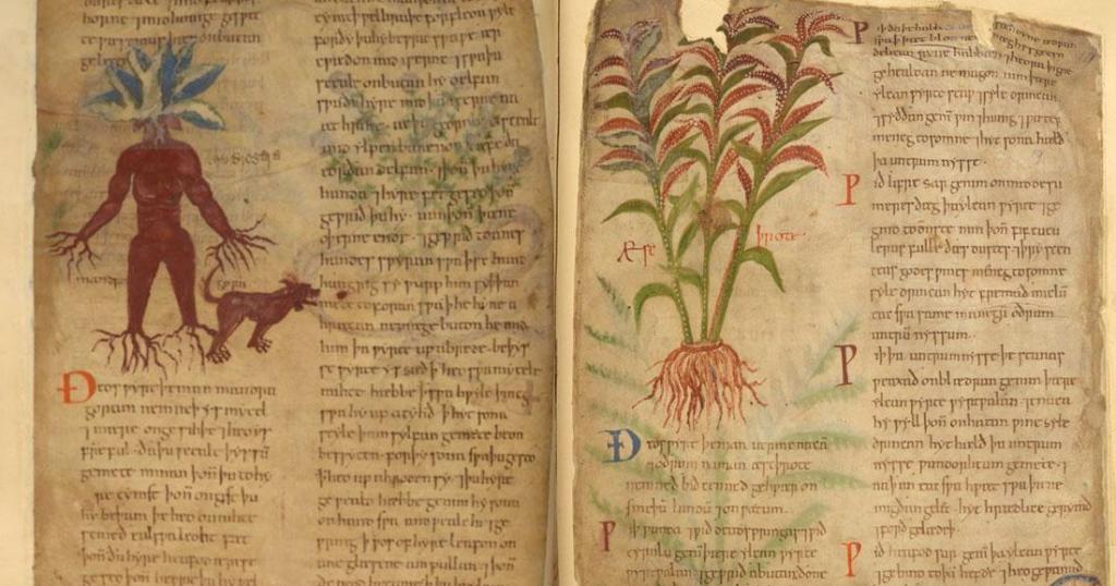 , Libro de hierbas medicinales de 1000 años de antigüedad disponible en línea de forma gratuita
