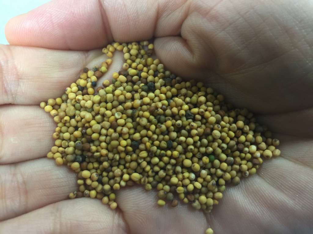 El primer vuelo del mundo accionado a biocombustible de semilla de mostaza supera expectativas