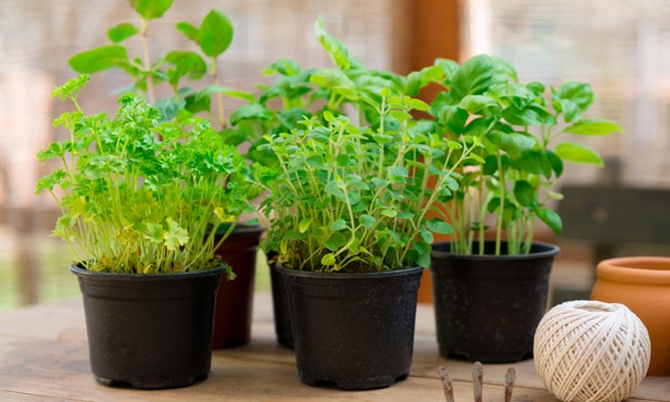 Hierbas aromáticas para cultivar en su casa, 7 hierbas aromáticas fáciles de cultivar en casa