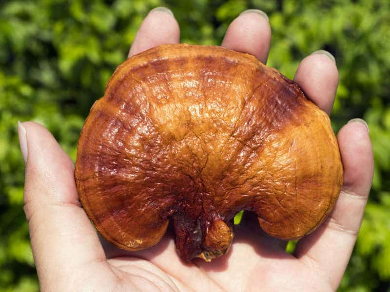 Propiedades curativas milagrosas del hongo Reishi (Lingzhi), Propiedades curativas milagrosas del hongo Reishi (Lingzhi)