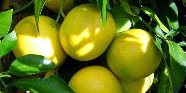 propiedades limón, Las propiedades Curativas del Limón y sus Beneficios para la Salud