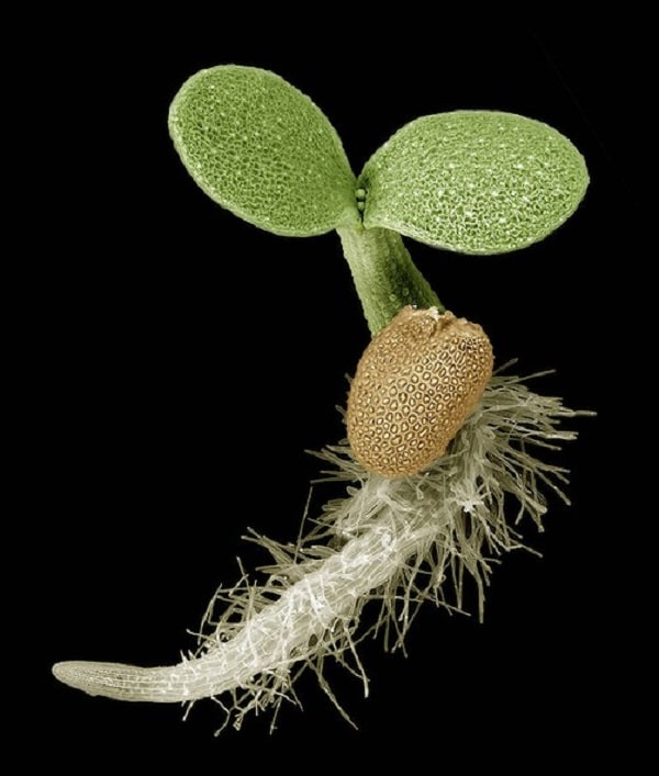 Imágenes microscópicas de semillas