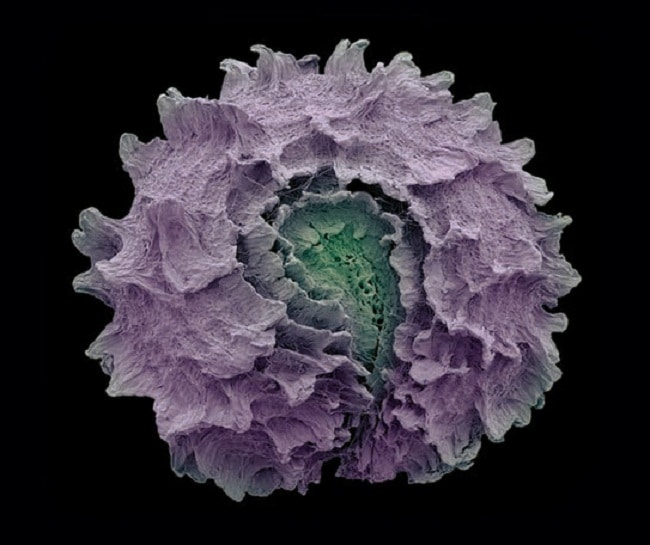Imágenes microscópicas de semillas