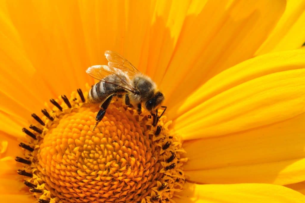 Plantas que puedes cultivar para ayudar a las abejas y evitar su extinción