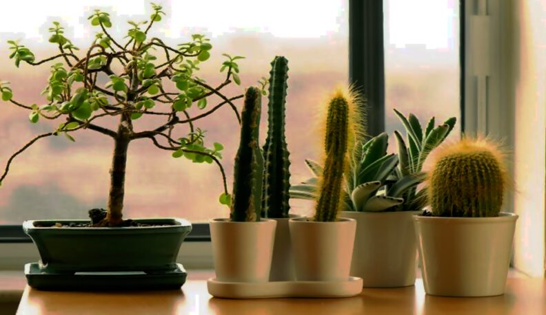 Diferentes tipos, especies y clases de Cactus