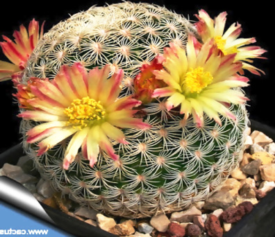 Diferentes tipos, especies y clases de Cactus y su cultivo