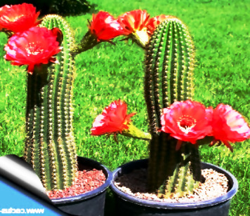 Diferentes tipos, especies y clases de Cactus y su cultivo
