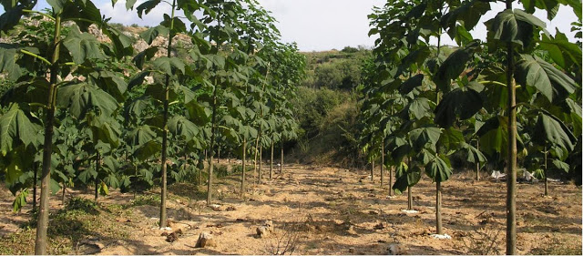 Impulsan el Cultivo del Kiri, el árbol que revierte el cambio climático