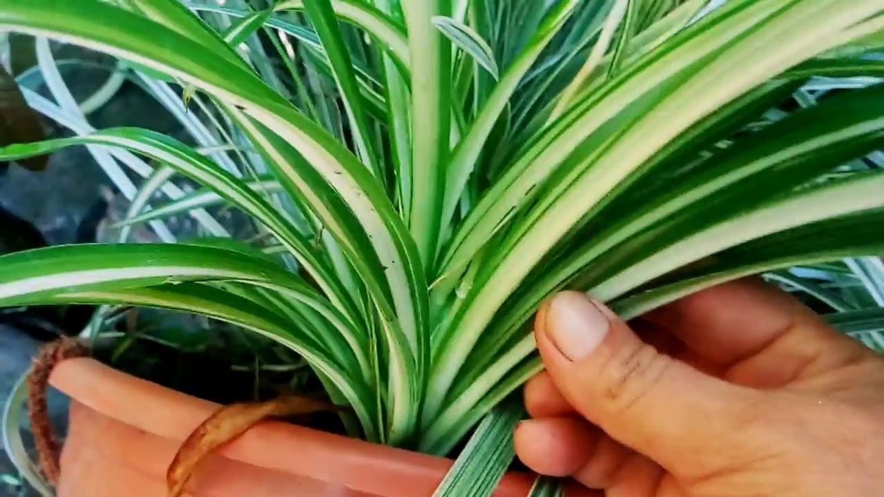 Tenga al menos una de estas plantas en su hogar: son verdaderas