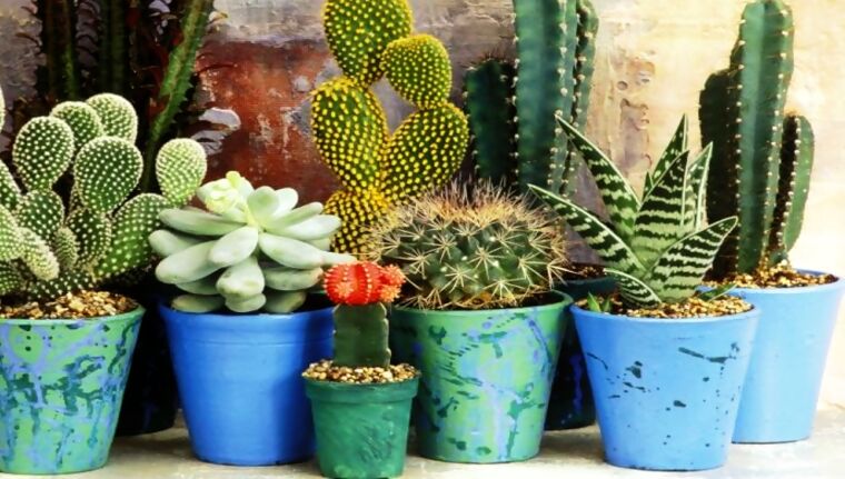 , Diferentes tipos, especies y clases de Cactus y su cultivo