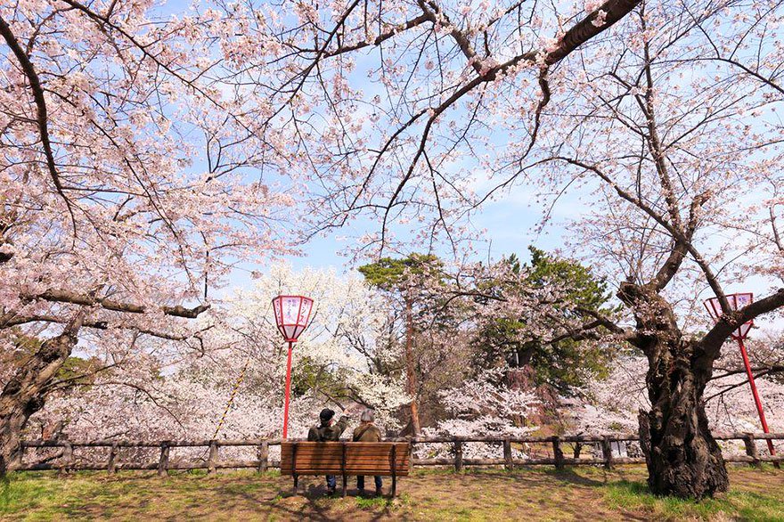 National Geographic muestra increíbles fotografías de cerezos floreciendo en Japón