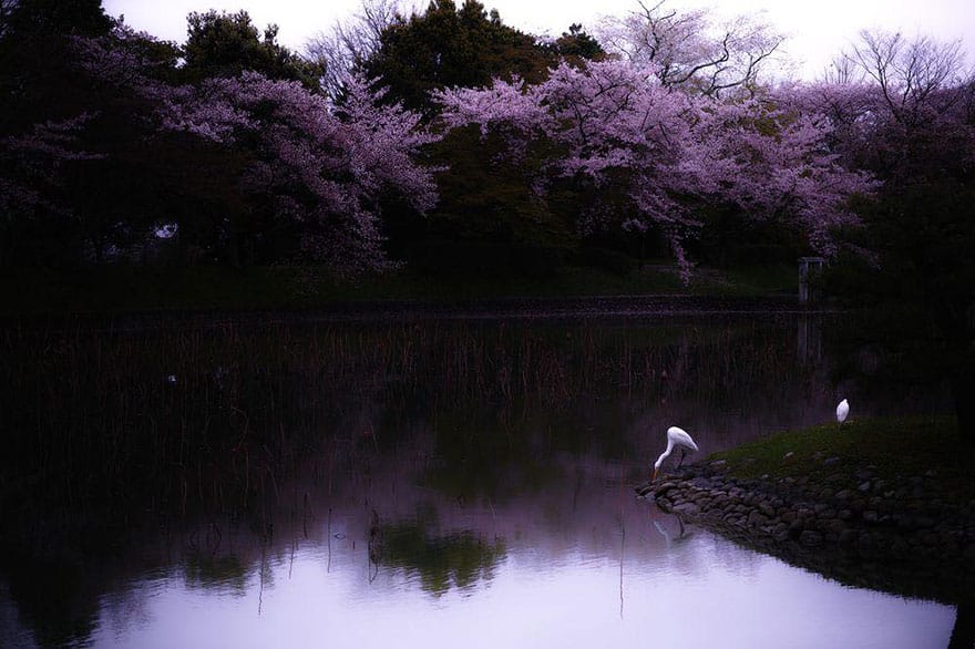 National Geographic muestra increíbles fotografías de cerezos floreciendo en Japón