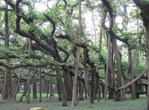 Bosque de un solo árbol: conozca el árbol más grande del mundo
