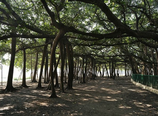 Bosque de un solo árbol: conozca el árbol más grande del mundo