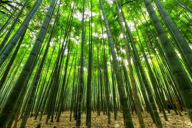 , ¿Por qué el bambú se considera la materia prima del futuro?