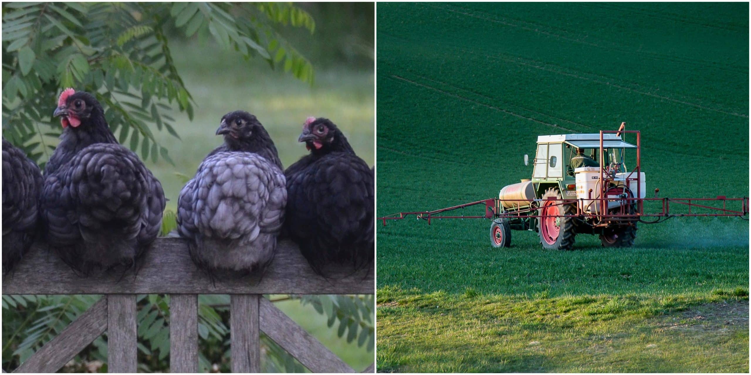 , En Francia están sustituyendo pesticidas por gallinas. Se comen los bichos y no contaminan.