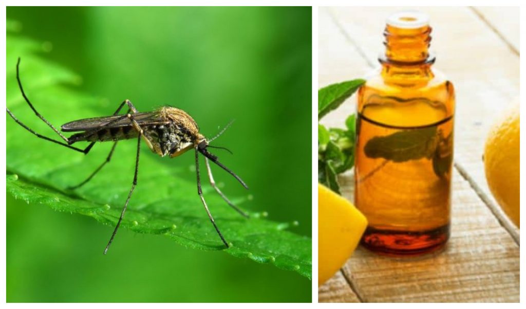 , Confirman que el aceite de eucalipto limón es tan efectivo como el DEET para repeler mosquitos