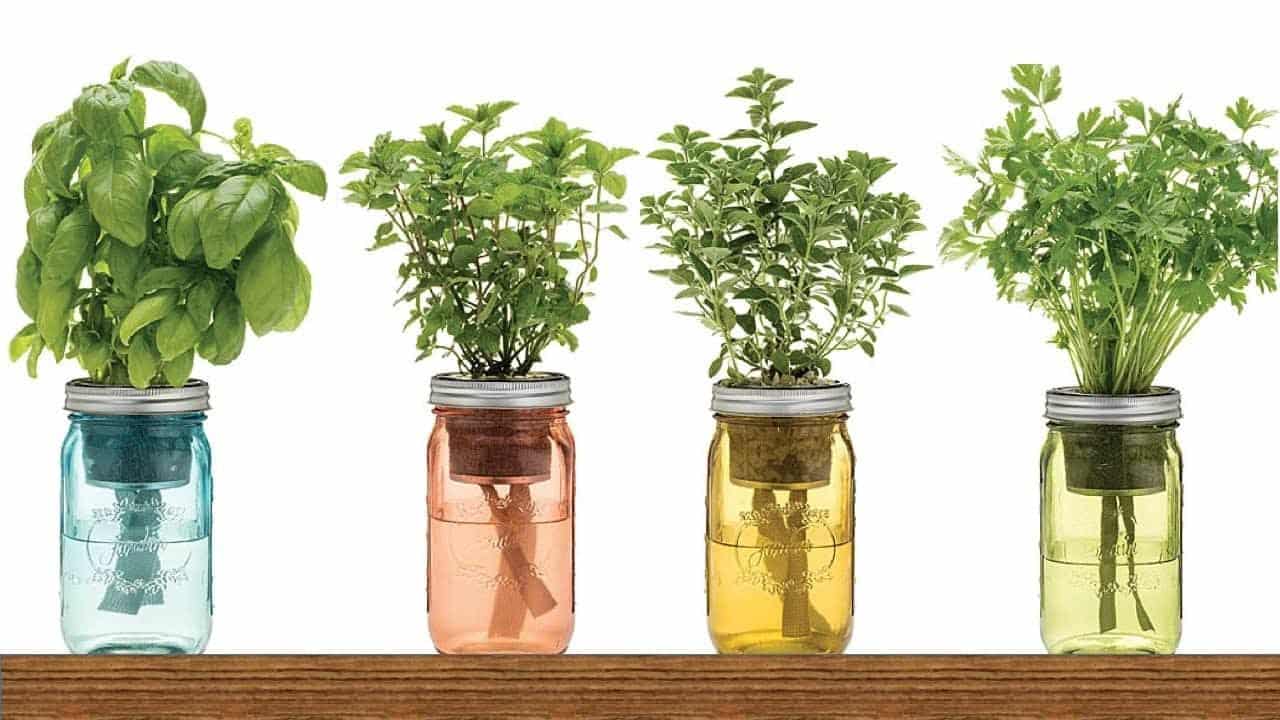 9 hierbas medicinales que puedes plantar en agua dentro de casa