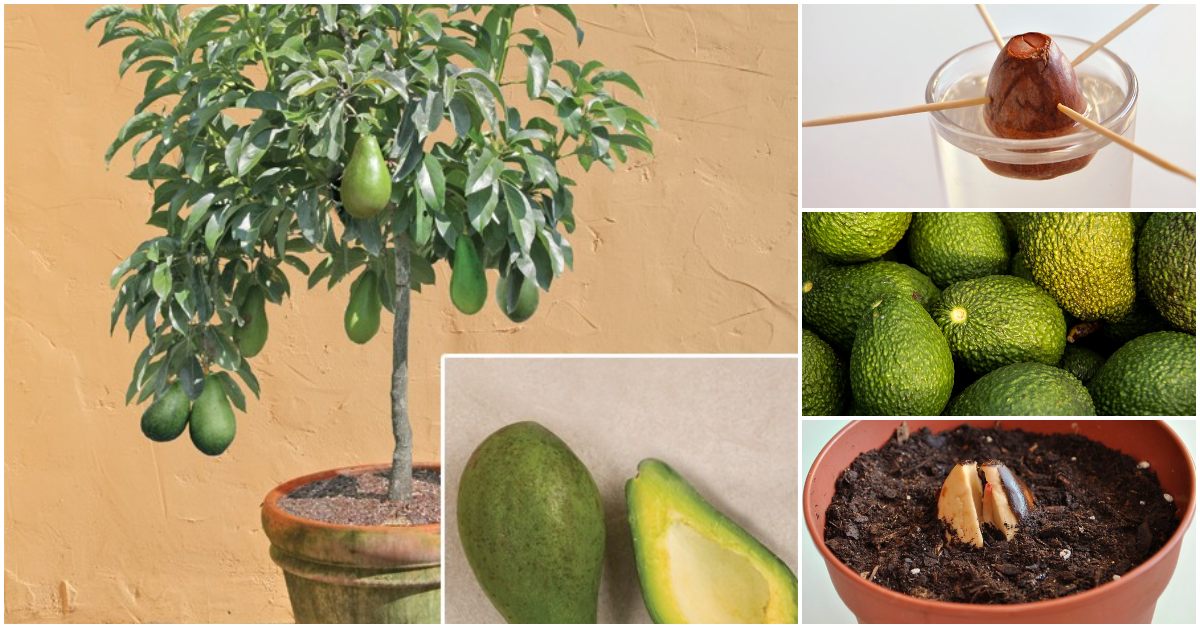 Árbol de aguacate en casa, Cómo cultivar un árbol de aguacate o palta en casa